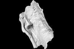 Modelli tridimensionali del fondale 