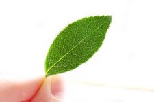 Valutazione di impatto ambientale e di valutazione di incidenza: metodi